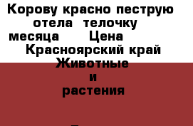 Корову красно пеструю 3 отела, телочку 4.5 месяца.   › Цена ­ 48 000 - Красноярский край Животные и растения » Другие животные   